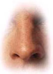 A human nose