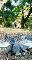 Deer watching me
