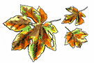 Falling leaves